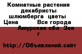 Комнатные растения, декабристы (шлюмберга) цветы › Цена ­ 300 - Все города  »    . Амурская обл.,Зея г.